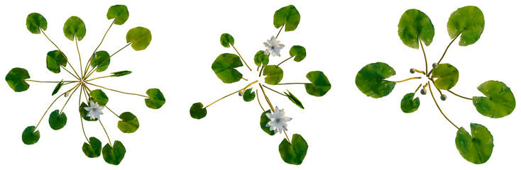 Nymphaea PurpleWhite tree plan, top view, cutout, transparent background, isolate, Delicate lily pad floating on calm water surface, detailed close-up nature photography © DH Tree Stock