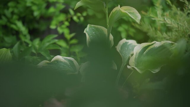 Variegated hosta through leafy foreground with soft bokeh and shaded tones, hidden perspective with blurred leaves in front, landscape photographer framing intimate secluded garden scene to emphasize