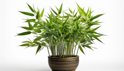Potted Bamboo Plant Isolated On White Background