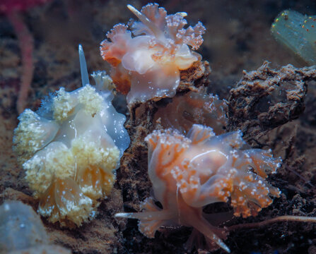 Hero formosa from Oslo fjord