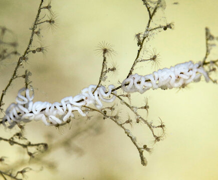 Nudibranch Cratena perigrina with eggs