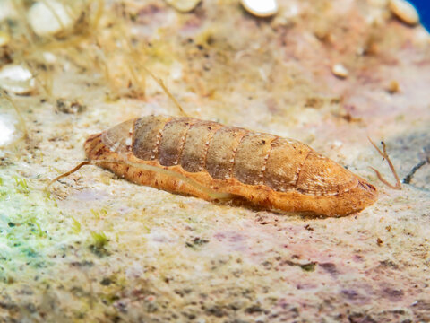 Mediterranean chiton