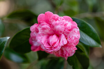 Fototapeta premium camellia Japonica flower grown in a garden in Madrid