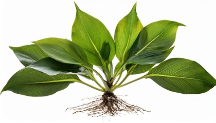 A Plant With Green Leaves And Exposed Roots On A White Background Isolated On Transparent Background