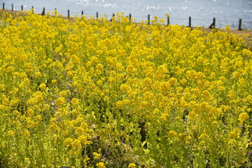Obraz premium 旧中川河川敷の菜の花