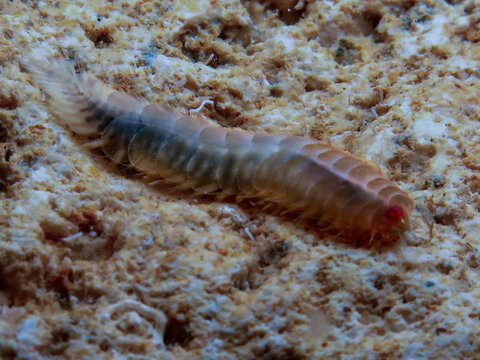 Marine worms from the Mediterranean Sea