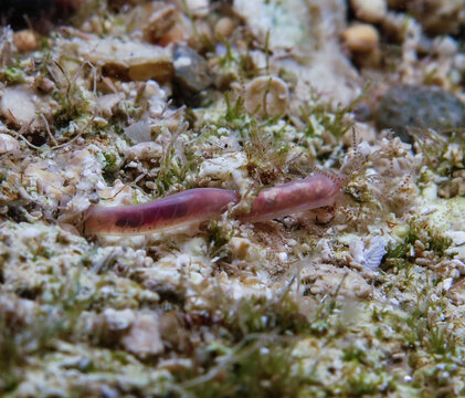 Marine worms from the Mediterranean Sea