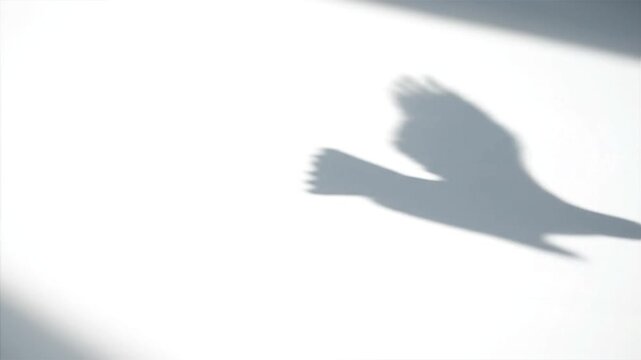 Bird Shadow on White Surface Moving.