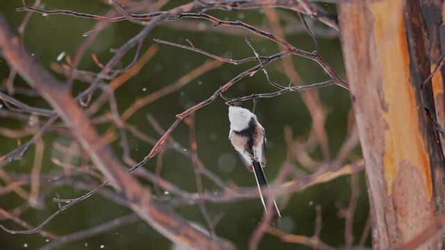 Long tailed tit eating in a maple tree and taking flight in slow motion with snowing 