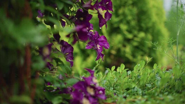 Dewy vine blossoms in sunlight. Morning scene of blooming purple flowers with dew. Serene early morning setting capturing dewglazed clematis entwined on vine with lush hedge backdrop