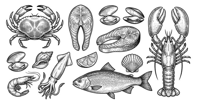 Seafood and fish collection in vintage engraving style