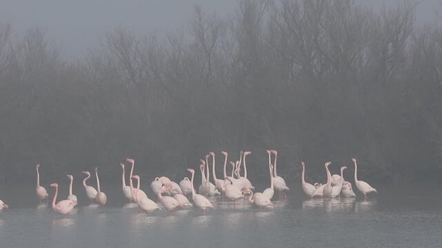 Pink flamingos on mating parade in the fog of the Po Comacchio Regional Park