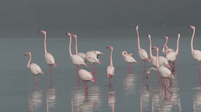 Pink flamingos on mating parade in the fog of the Po Comacchio Regional Park