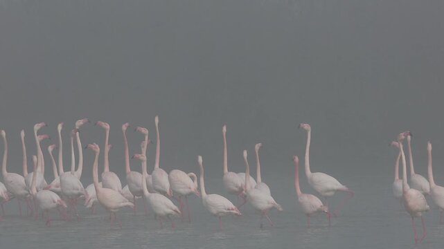 Pink flamingos on mating parade in the fog of the Po Comacchio Regional Park