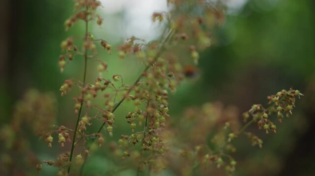 Bee pollinates in peaceful forest. Calm natural environment with blooming seed heads and buzzing bees. Serene woodland setting featuring floating bees and fragile seed pods in soft focus