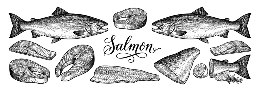 Salmon fish collection with steaks fillets and lettering in engraving style