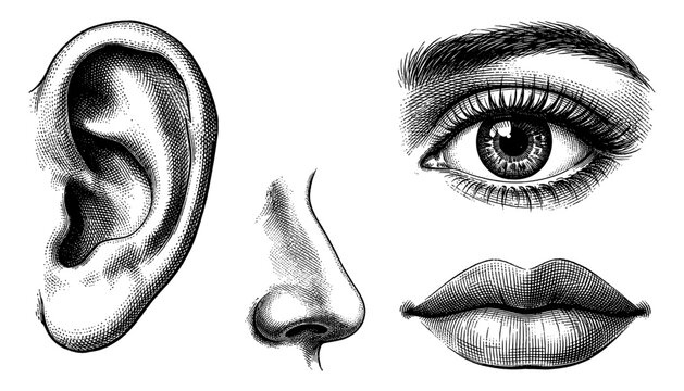 Human sense organs set with eye ear nose and lips