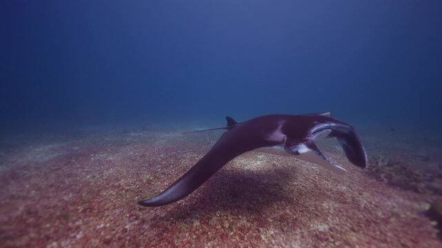 Dramatic underwater shot of a large graceful Manta Ray swimming above a barren coral reef through clear blue ocean water as sunlight filters through the surface lighting up the depths