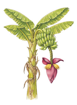 Musa textilis illustration art
