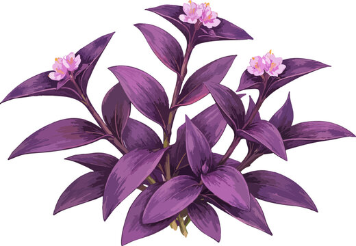 Tradescantia pallida illustration art