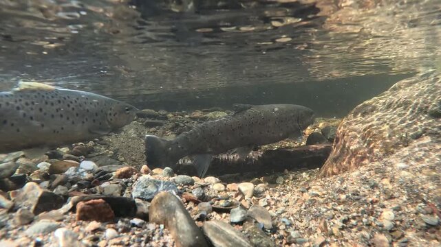 Underwater view of two wild sea trout positioning in gravel redd near stone in shallow river