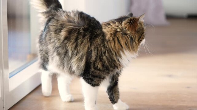 Slow motion shot of a domestic longhair tabby cat walking slowly across a wooden floor and encountering a second cat at the end. Natural indoor scene showing calm social interaction.