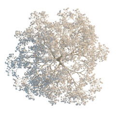 Magnolia liliflora desr tree plan, top view, cutout, transparent background, isolate, Delicate Floral Branch with Tiny Blossoms, Detailed Botanical Illustration, Springtime Beauty © DH Tree Stock
