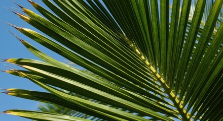 Fototapeta premium Close-up of a vibrant green palm frond against a clear blue sky, showing detail