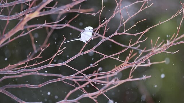 Long tailed tit eating in slow motion and snowing.