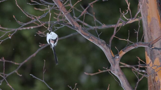  Long tailed tit fly in slow motion and land in tree and eating the maple juice.