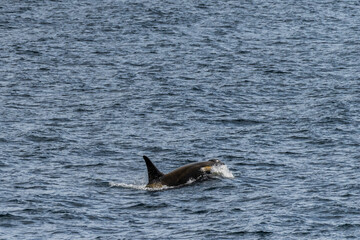 Fototapeta premium Close-up of a killer whale, Orcinus orca, swimming in the waters of the Antarctic peninsula, near Anvers Island.
