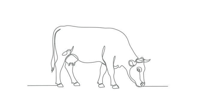 Grazing Dairy Cow Eating Grass in Continuous Line Art Style