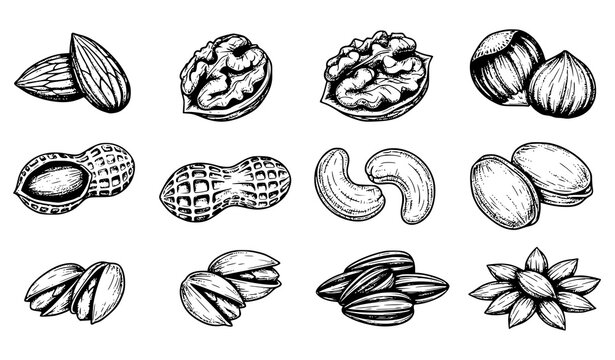 Vintage engraved nuts and seeds vector set almond walnut peanut illustration