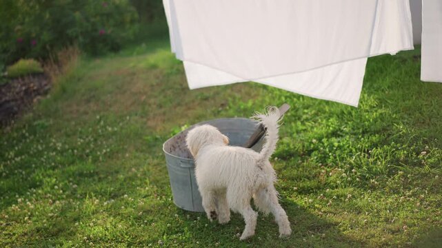 Small white dog in backyard laundry, playful puppy weaves through green grass and billowing sheets, sniffs metal bucket near picnic table with jam jars, warm golden sunlight, cozy cottage garden mood
