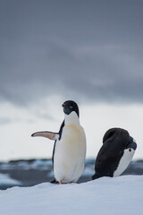 Fototapeta premium Close-up of two Adelie Penguins - Pygoscelis adeliae- standing on an iceberg, near the fish islands, on the Antarctic Peninsula