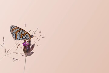 Motyl na fioletowym kwiatku w lewym kadrze, pastelowe beżowo różowe tło z dużą przestrzenią na tekst, delikatna natura. © Henryk Guziak
