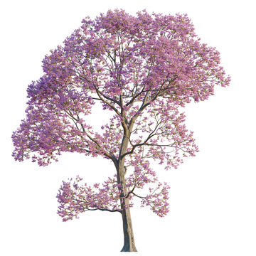 Handroanthus impetiginosus tree, elevation, front view, cutout, transparent background, isolate, Delicate pink cherry blossoms branch with soft lighting, ideal for spring themed designs.