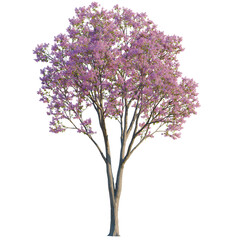 Obraz premium Handroanthus impetiginosus tree, elevation, front view, cutout, transparent background, isolate, Delicate pink cherry blossom branch with flowers close up, spring floral detailed texture