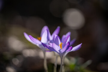 Macro shot of crocus flower