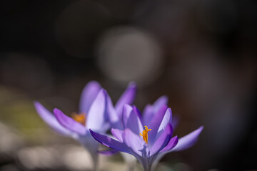 Macro shot of crocus flower
