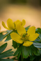 Winter aconites in a spring gardan