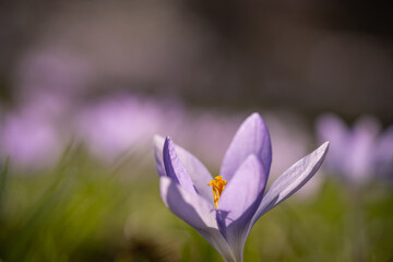 Macro shot of crocus flower