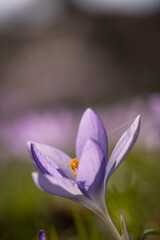 Macro shot of crocus flower