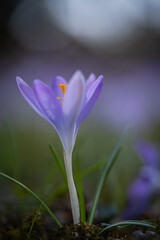 Macro shot of crocus flower