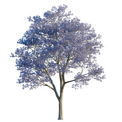 Obraz premium Jacaranda mimosifolia tree, elevation, front view, cutout, transparent background, isolate, Detailed macro of a tree branch, showcasing the intricate structure and patterns in nature.