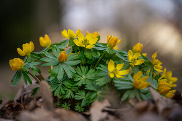 Winter aconites in a spring gardan