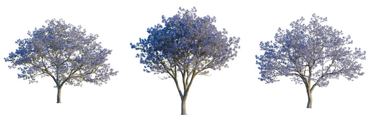 Obraz premium Jacaranda mimosifolia tree, elevation, front view, cutout, transparent background, isolate, Delicate Branch of Cherry Blossom Tree with Pink Flowers, Spring Floral, PNG