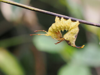 枝にぶら下がる黄色のイモムシ
