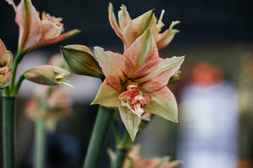 Obraz premium Close-up of exotic Amaryllis flowers with unique bicolored petals in cream and coral shades. Beautiful spring blossom in a florist shop or garden.