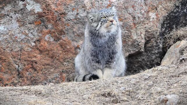 Pallas&rsquo;s Cat Grooming and Yawning on Rocky Ground